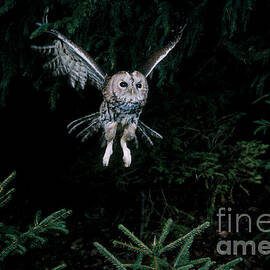 Tawny Owl by Hans Reinhard