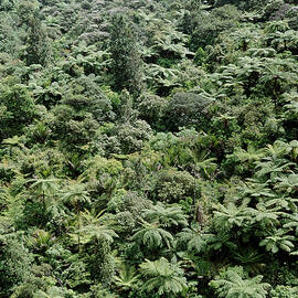 Temperate Rainforest With Tree Ferns by Science Photo Library