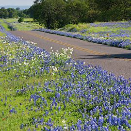 Texas Bluebonnets (lupinus Texensis by Larry Ditto