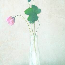 The Pink Flower by Delphine Devos