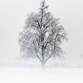 Trees In Winter by Jeremy Walker