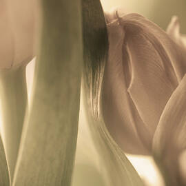 Tulips by Allan Wallberg