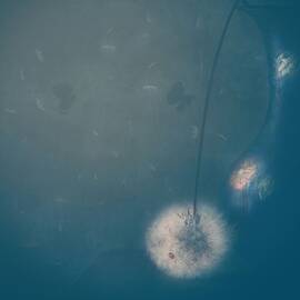 Twilights Of Summer Night by Delphine Devos