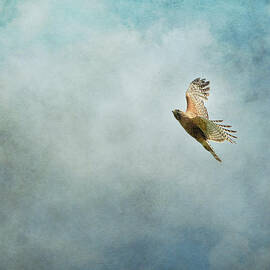 Up Up and Away by Jai Johnson