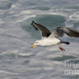 Western Gull