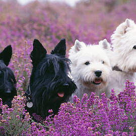 Westie And Scottie Dogs by John Daniels