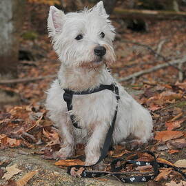 Westie I by Catherine Reusch Daley