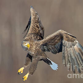 White Tailed Sea Eagle by Natural Focal Point Photography