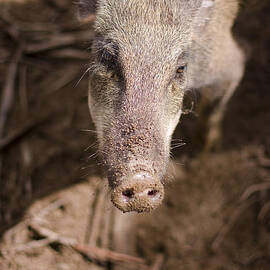 Wild Boar by Jorgo Photography