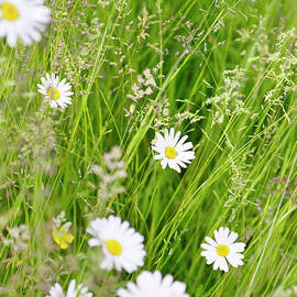 Wild Marguerites Amongst Long Summer by Kathy Collins