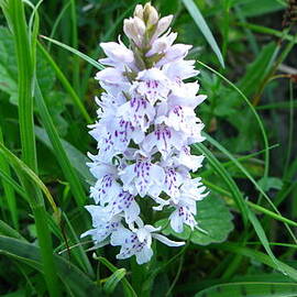 Wild Orchid