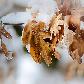 Winter Leaves by Julie Palencia