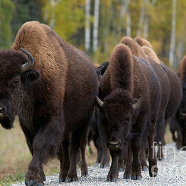 Wood Bison by Mark Newman