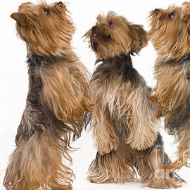 Yorkshire Terriers by Jean-Michel Labat