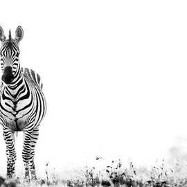 zebra facing forward washed out sky bw by Mike Gaudaur