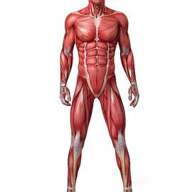 Male Muscular System