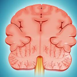 Human Brain Cross-section