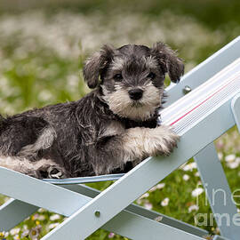 Schnauzer Puppy Dog by John Daniels