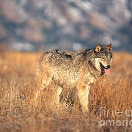 Timber Wolf by Hans Reinhard