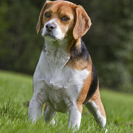 Tricolour Beagle in Garden