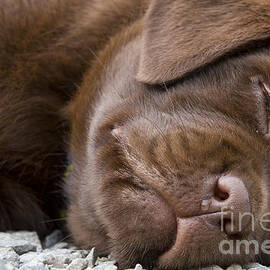 Sleeping Labrador Pup