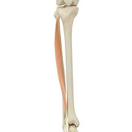 Human Leg Anatomy