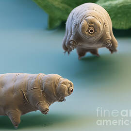 Water Bear by Eye of Science and Science Source