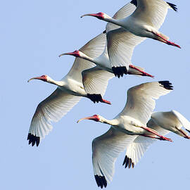 USA, Florida, Everglades National Park by Jaynes Gallery