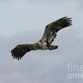 Bald eagle by Lori Tordsen