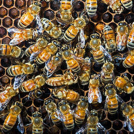 Honey Bees In Hive by Millard H. Sharp