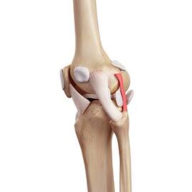 Human Knee Anatomy