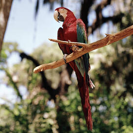 1960s Scarlet Macaw Parrot Perched by Animal Images