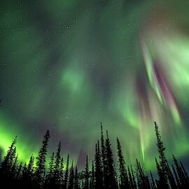 Aurora Borealis Over Trees by Science Photo Library