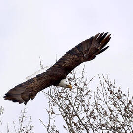 Bald eagle soaring by Lori Tordsen