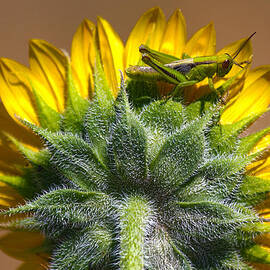 Blending Into The Sunflower