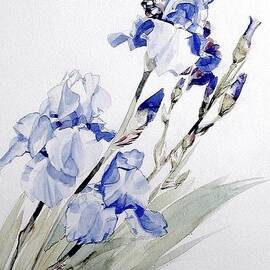 Blue Irises by Greta Corens