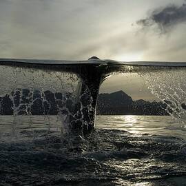 Blue Whale Fluking by Science Photo Library
