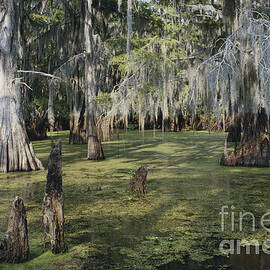 Caddo Lake, Texas by Gregory G. Dimijian, M.D.