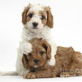 Cavapoo Puppies Hugging by Mark Taylor