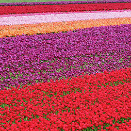 Colorful Tulip Fields Near Village by Jason Langley
