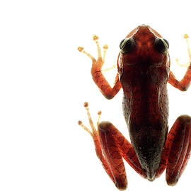 Cuban Tree Frog Osteopilus by Aaron Ansarov