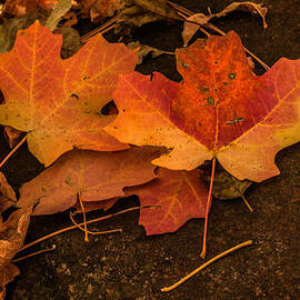 West Fork Fallen Leaves by Tam Ryan