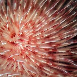 Feather Duster Worm by Science Photo Library