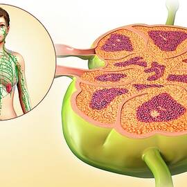 Female Lymph Node Structure