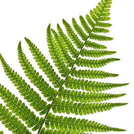 Fern leaf detail by Elena Elisseeva