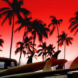 Fins n' Palms by Sean Davey