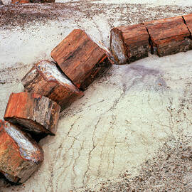 Fossilised Trees In Petrified Forest National Park by Science Photo Library