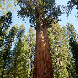 General Sherman Tree by Mark Newman