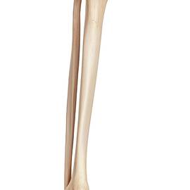 Human Bones Of Leg