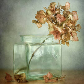 Hydrangea by Mandy Disher